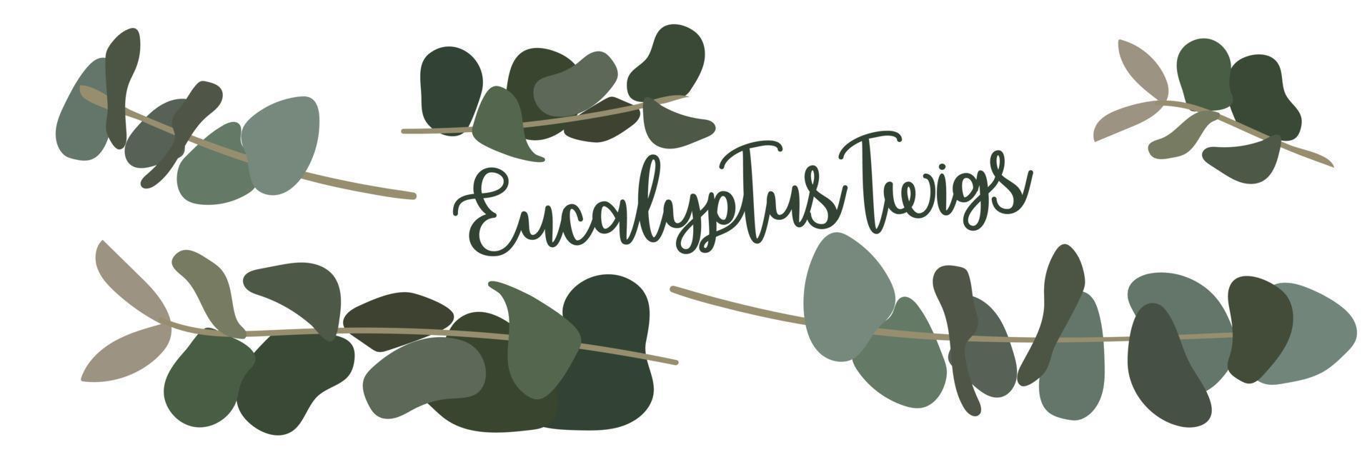 A set of eucalyptus branches in different positions. Isolated illustration for printing on postcards and banners. For use in print decors vector