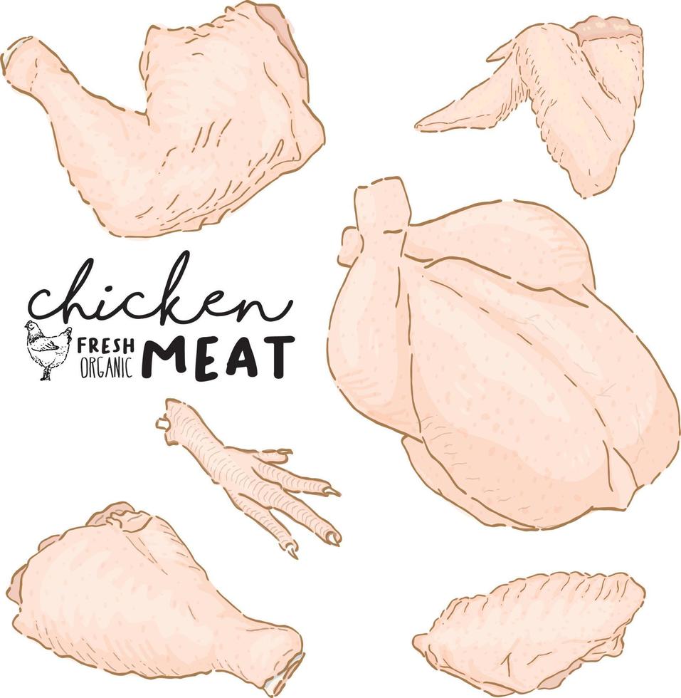 chicken meat illustration vector set