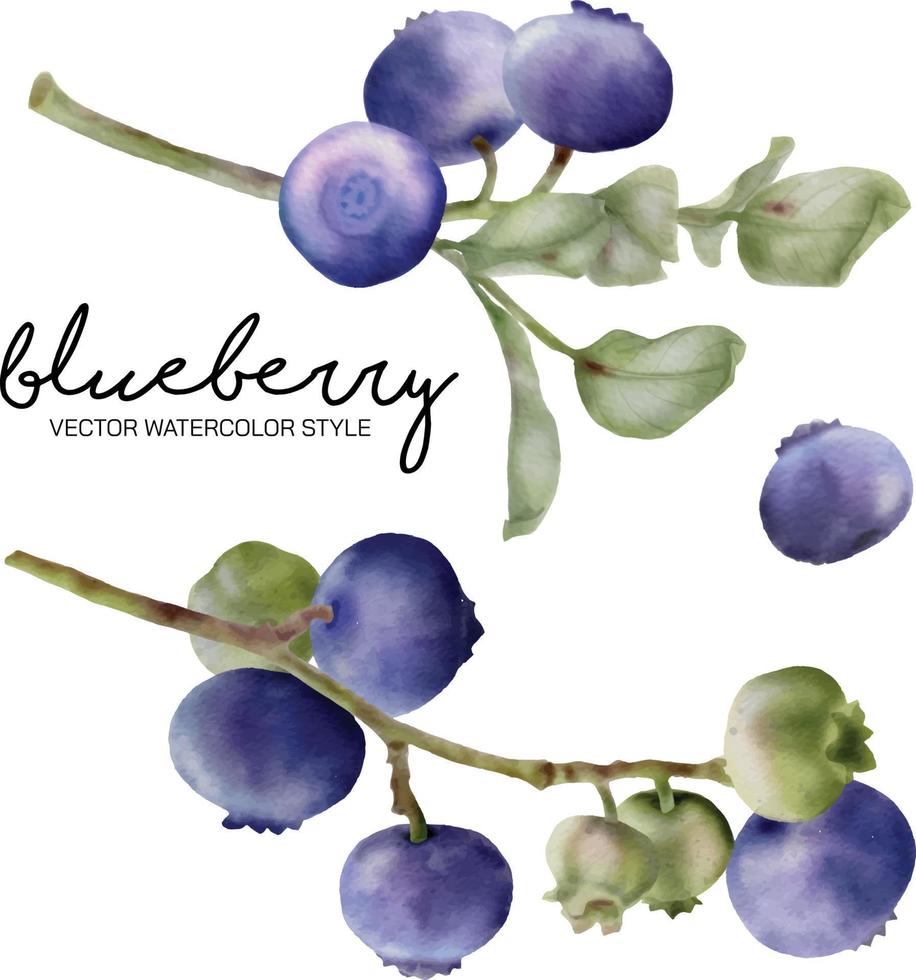 vector set illustration blueberry  branch in watercolor painting