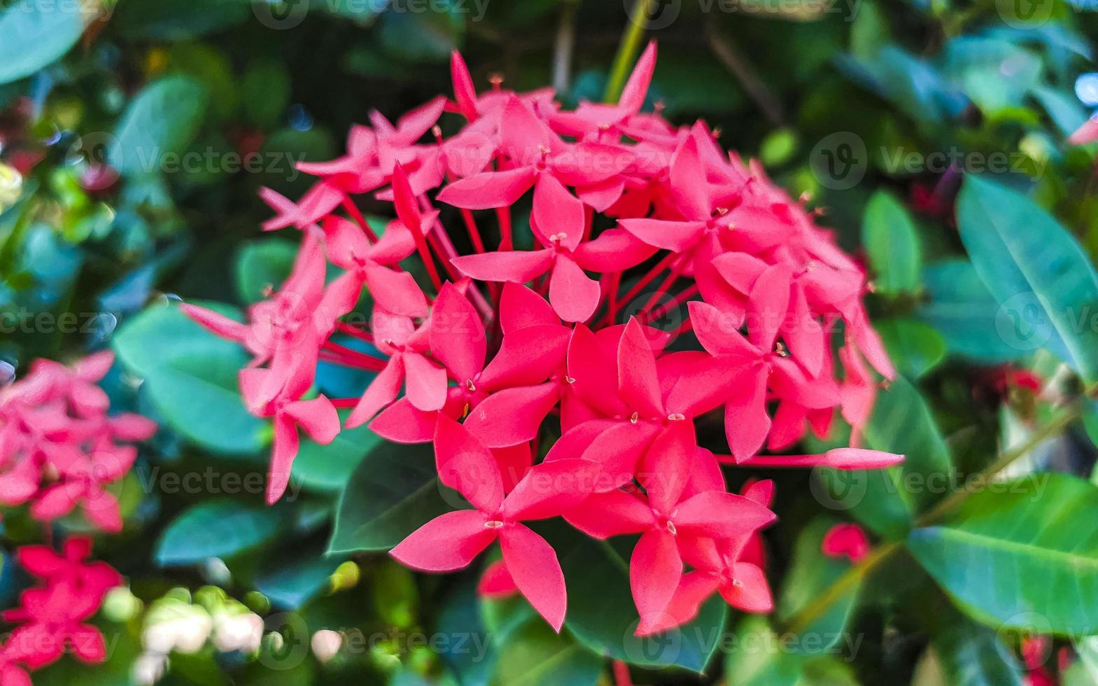 Purple pink red flowers plants in tropical forest nature Mexico. photo