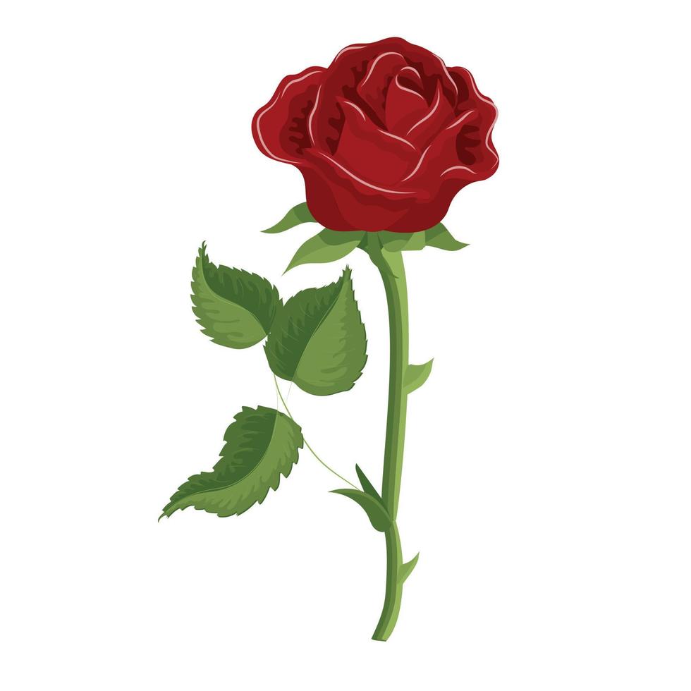 Red rose in realistic style. Vector illustration isolated on white background.