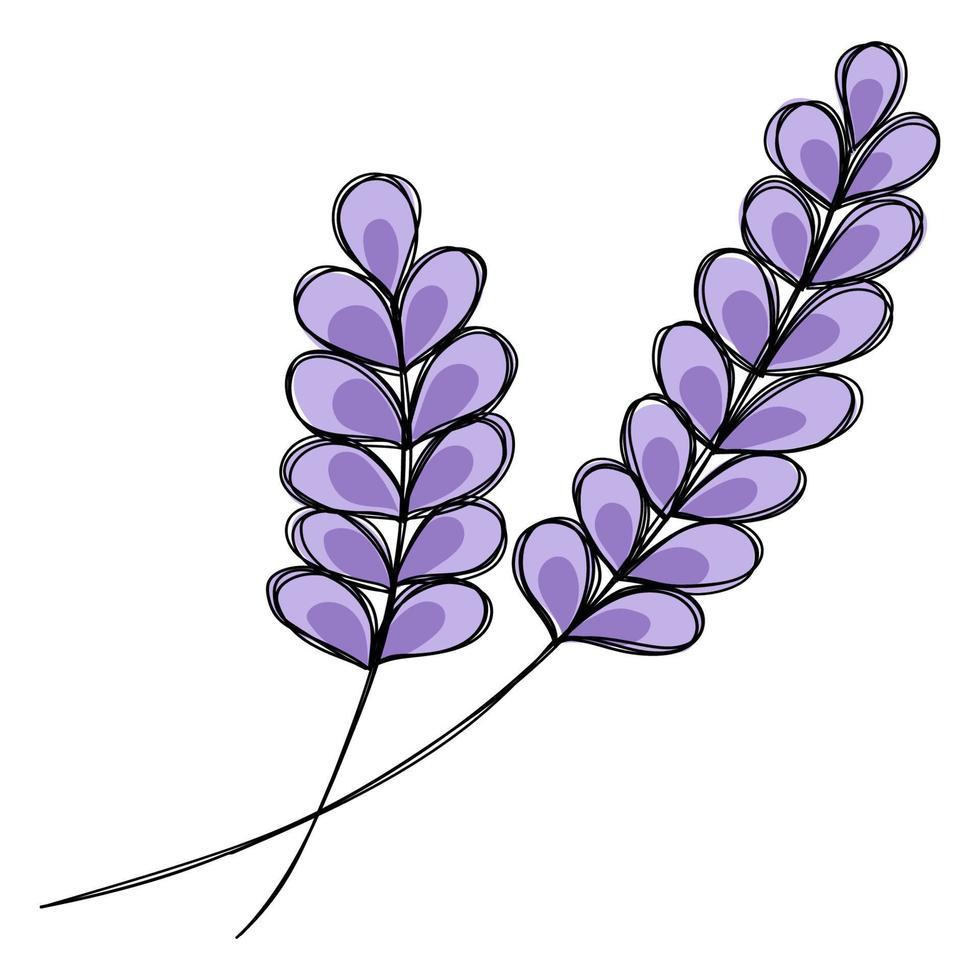 Doodle clipart. Line art. A sprig of fresh lavender. vector