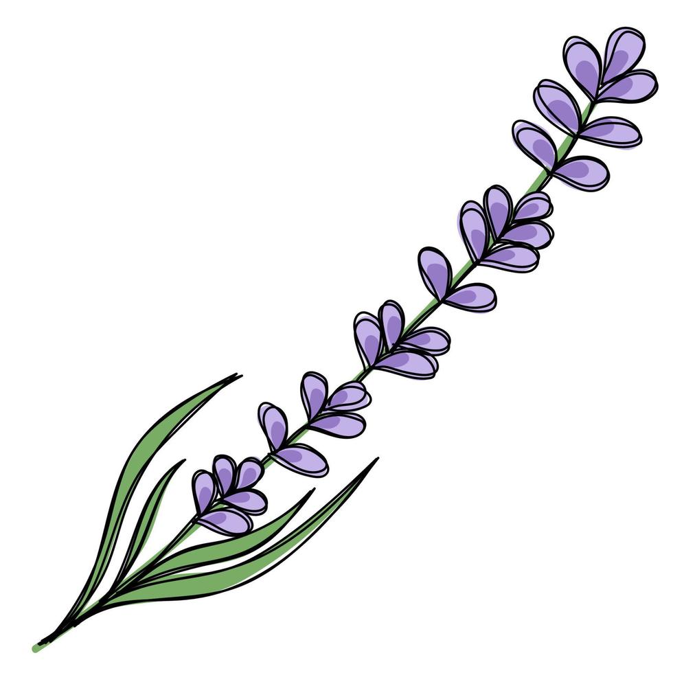 Doodle clipart. Line art. A sprig of fresh lavender. vector