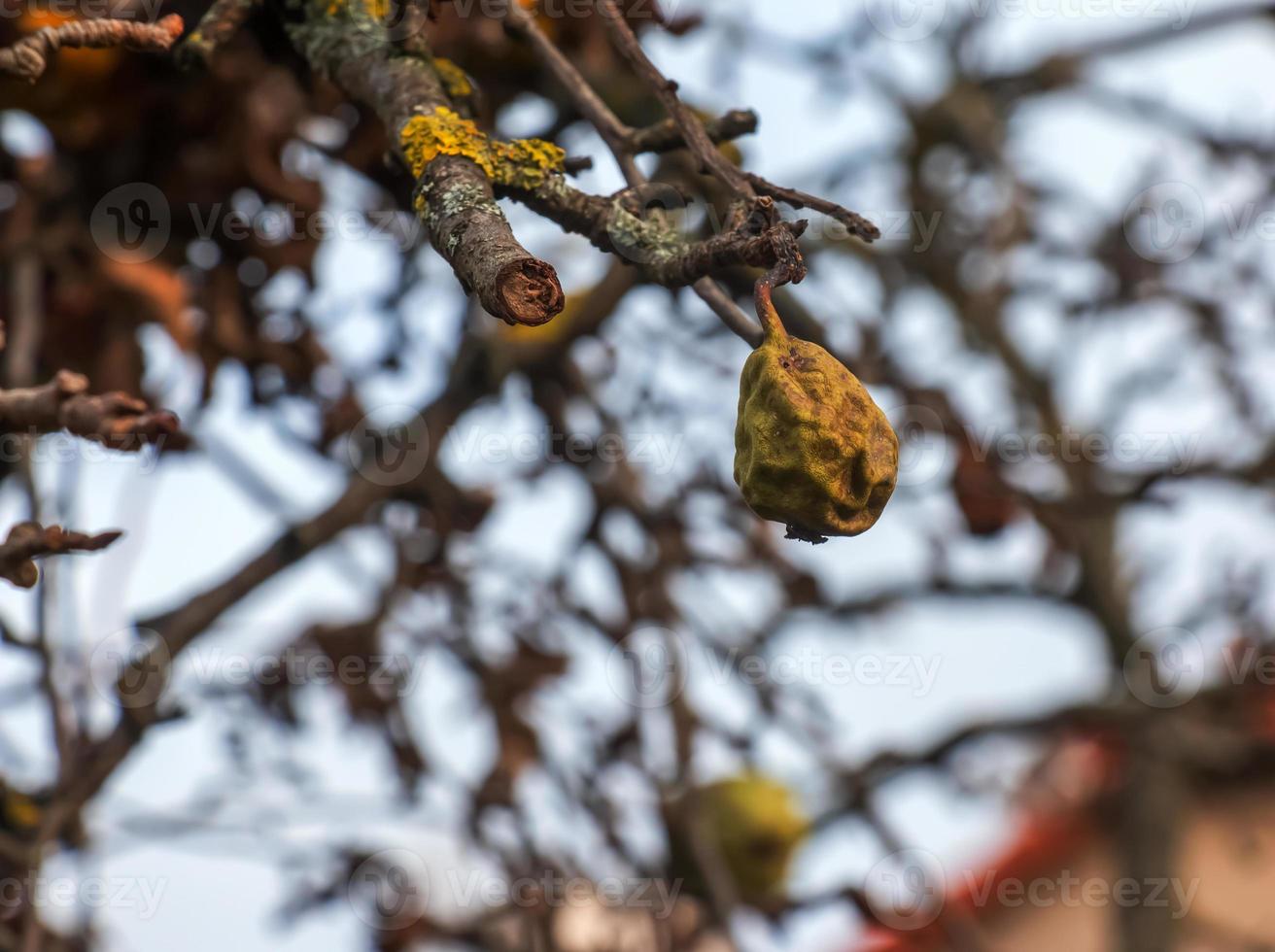 las peras en enero están podridas y demasiado maduras. los frutos no se recogían en los huertos privados de la ciudad de nitra. foto