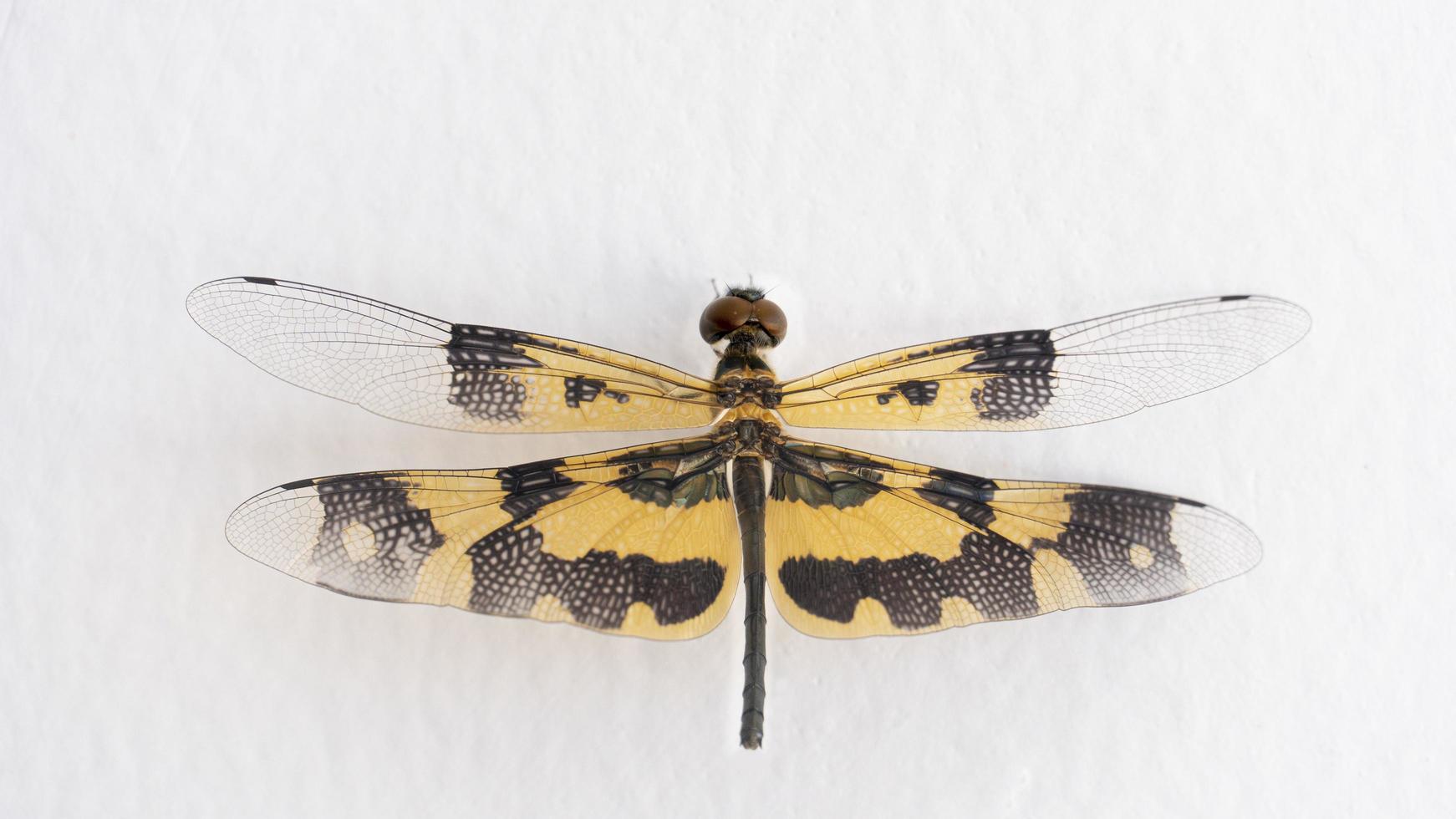 Yellow winged dragonfly perched on white cement wall. photo