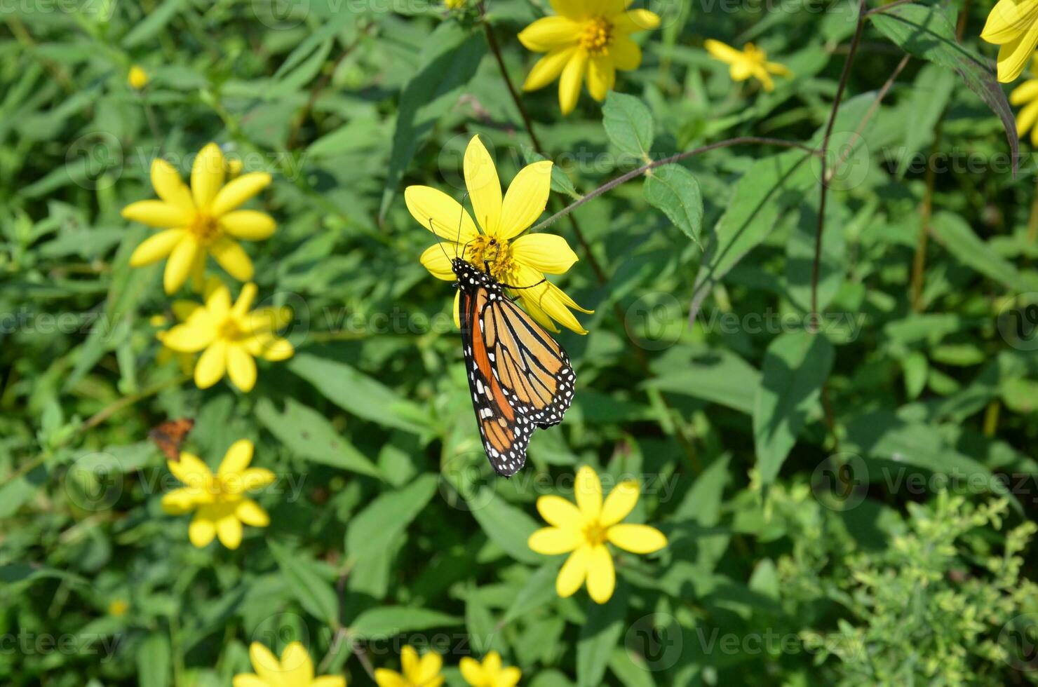 insecto mariposa en planta verde con flor amarilla polinizando foto