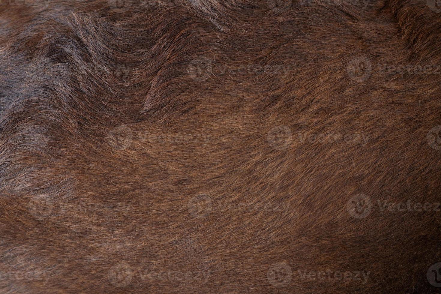 Close up view of the felted of shiny healthy dog dark brown hair of labrador dog curly fur for a background, patterns texture. photo