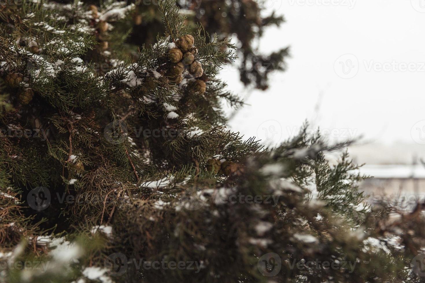 White snow on a bare tree branches on a frosty winter day, close up. Natural background. Selective botanical background. High quality photo