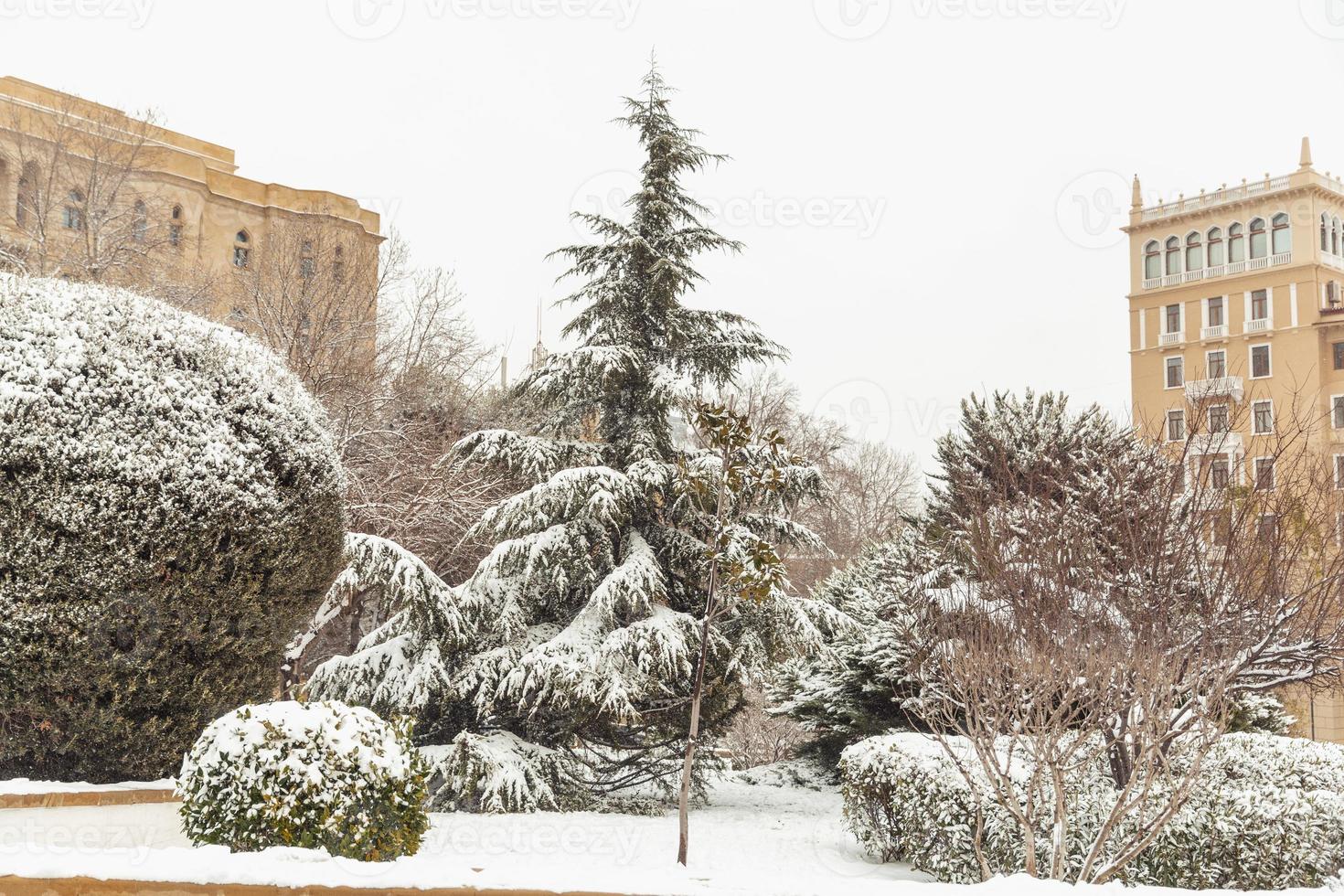 White snow on a bare tree branches on a frosty winter day, close up. Natural background. Selective botanical background. High quality photo