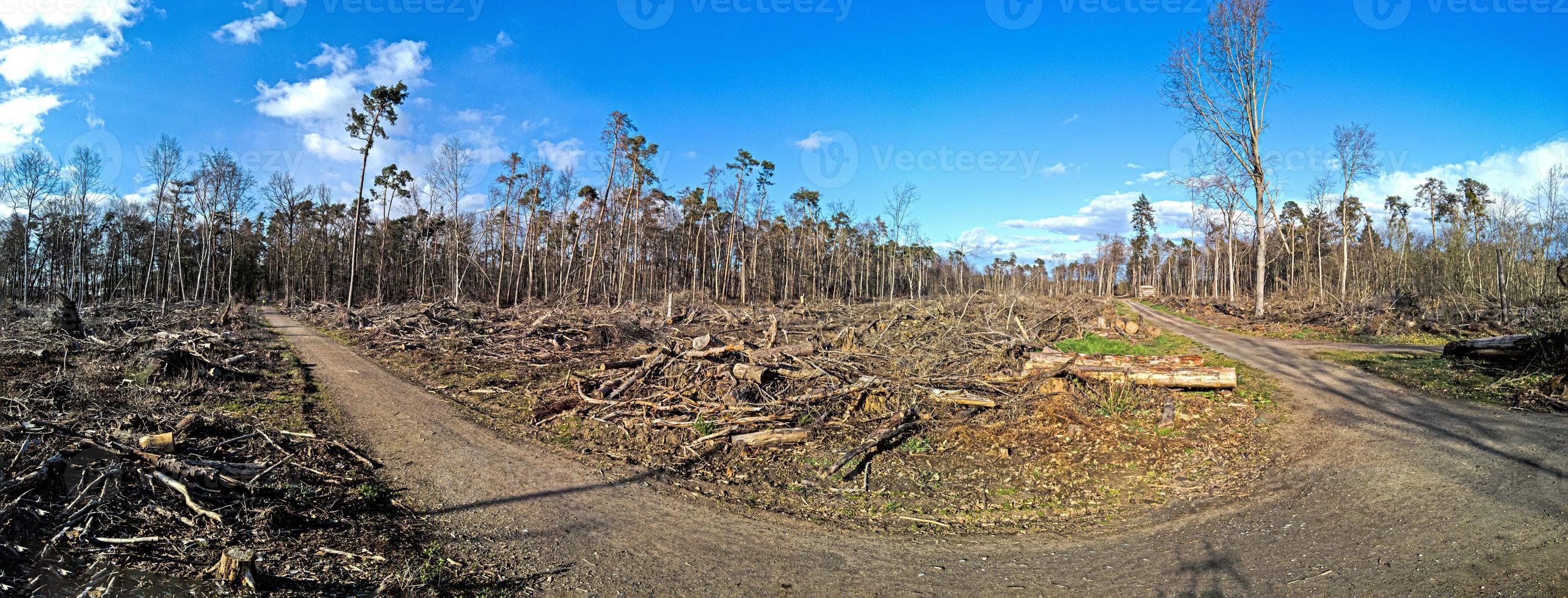 Image of a destroyed forest area after a storm in Germany photo