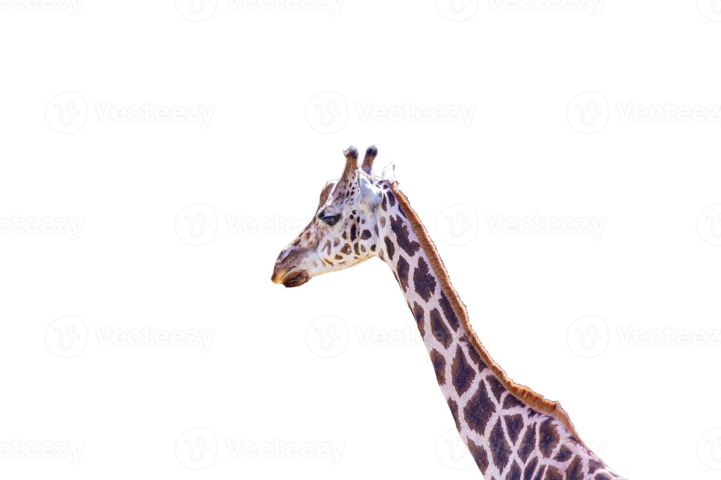 Portrait of an African giraffe with empty background photo