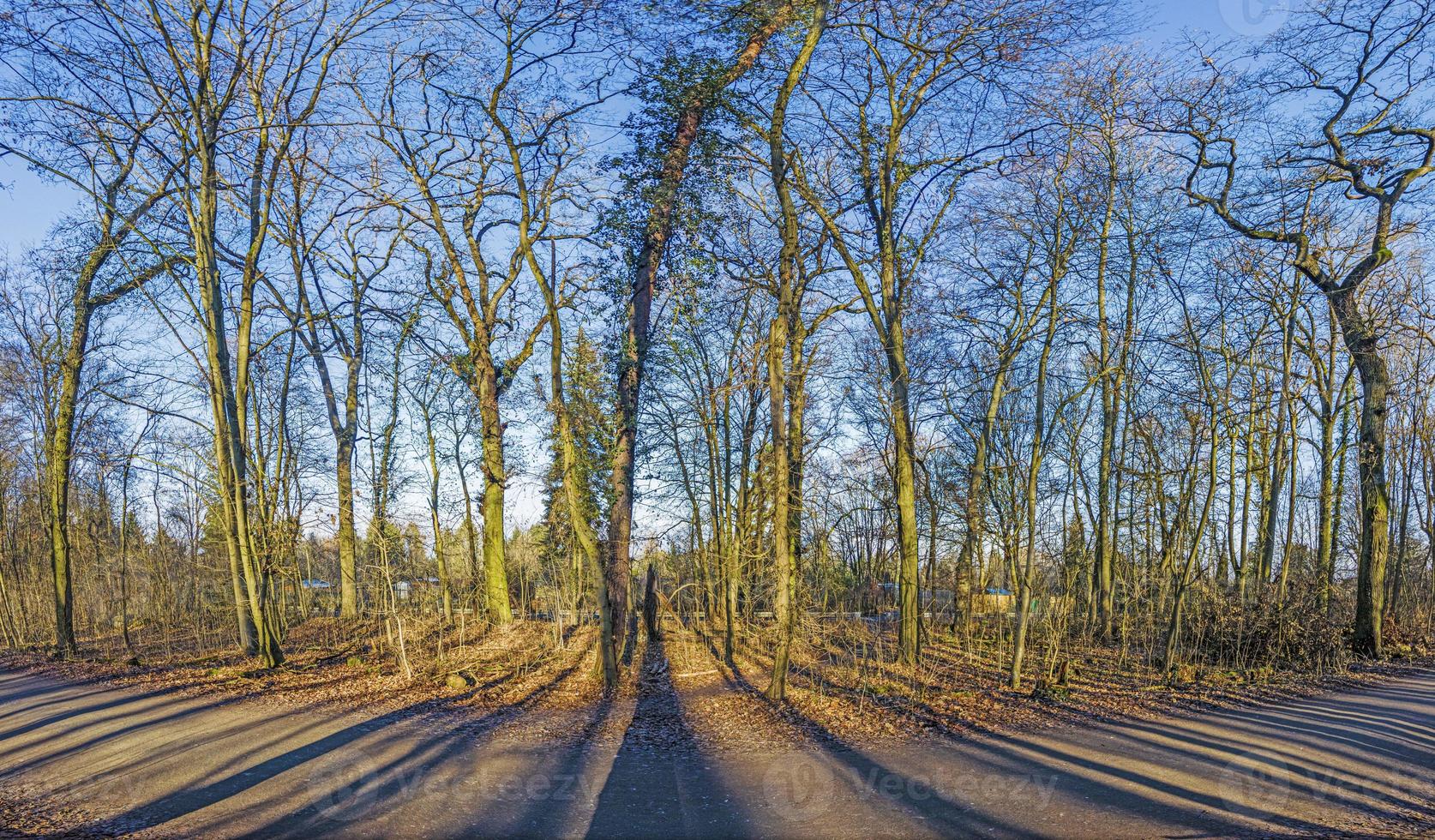 Panoramic image of winter forest free of leaves with long shadows under low sun photo