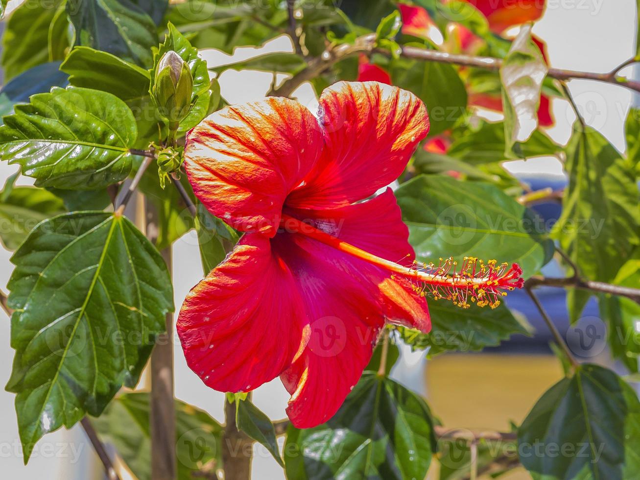 Closeup picture of red colored hibiscus blossom in summer photo