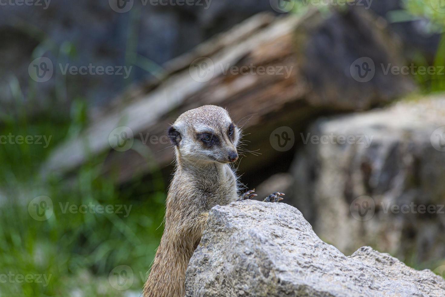 Portrait of a meerkat observing the area in a German Zoo photo