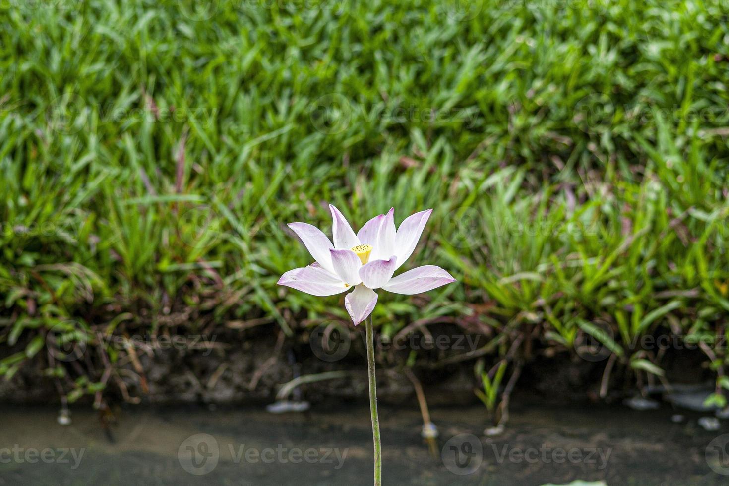 Close up of white water lily flower on a pond in Thailand photo