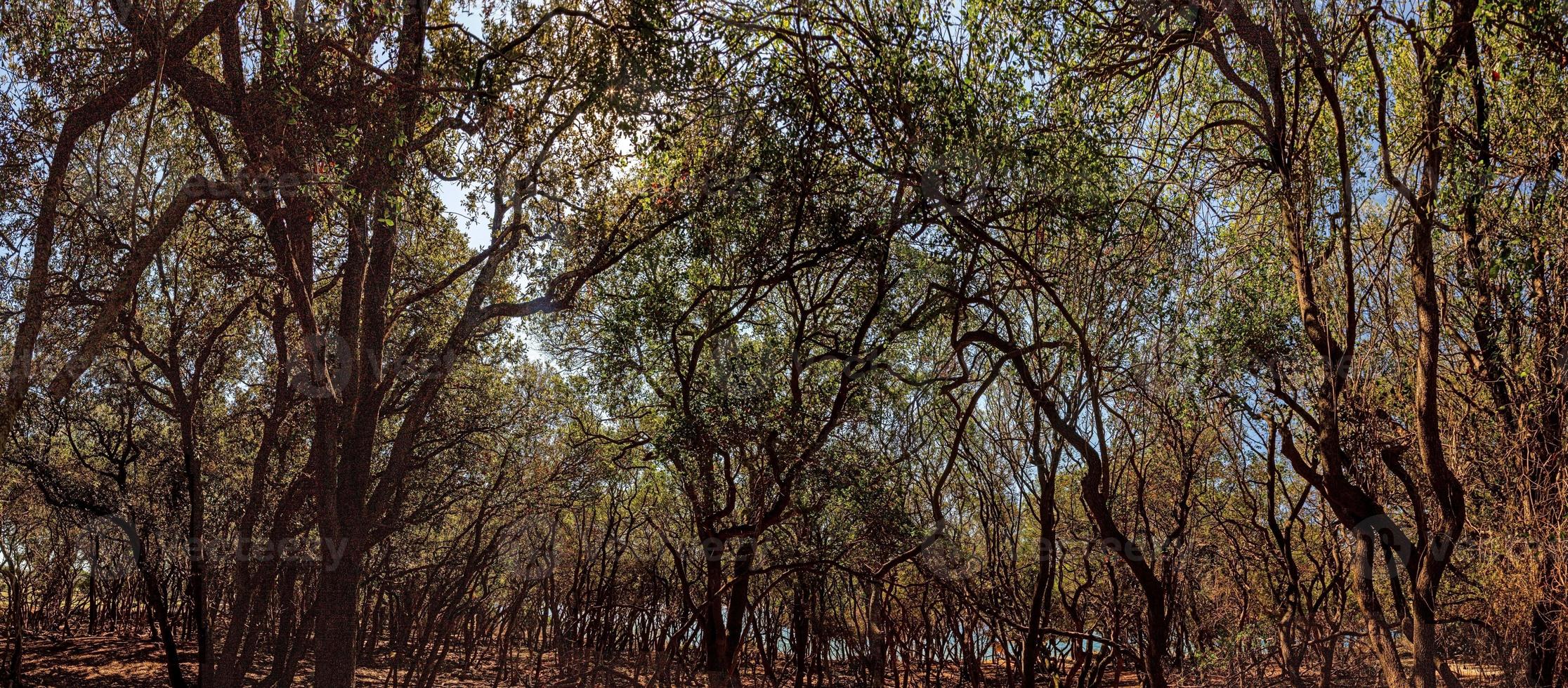 Dark and dense forest on the croatian island of Brijuni during daytime photo