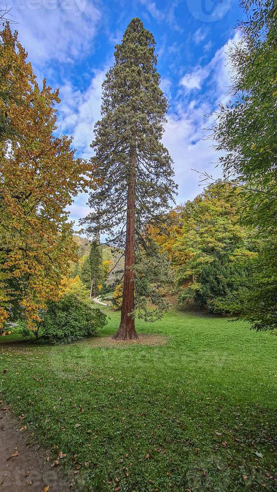 Picture of an old and tall tree in a German park photo