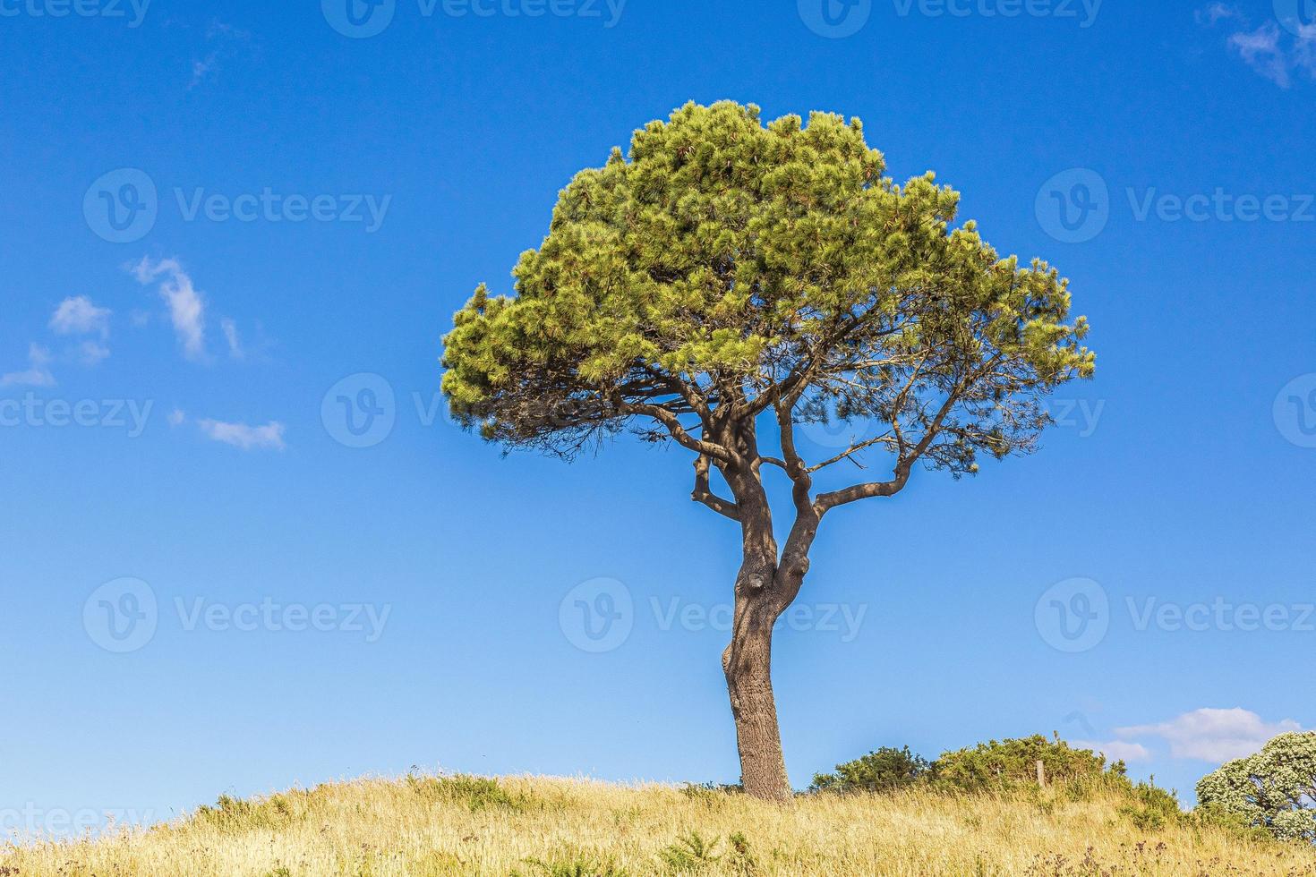 retrato de un solo pino con cielos azules durante el día foto