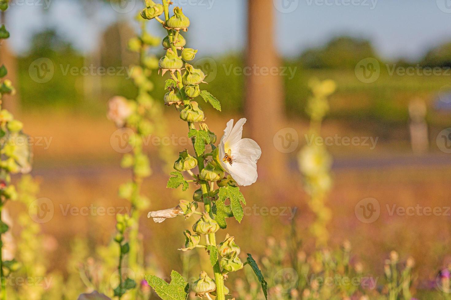 Picture of a bumblebee collecting nectar from a hollyhock photo