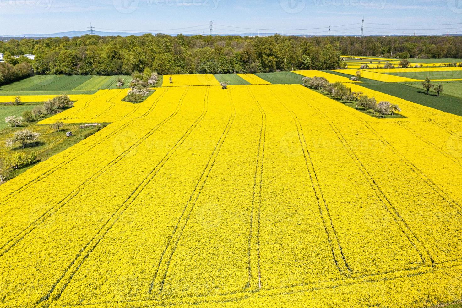 Aerial drone picture of rape field in spring in typical bright yellow color photo