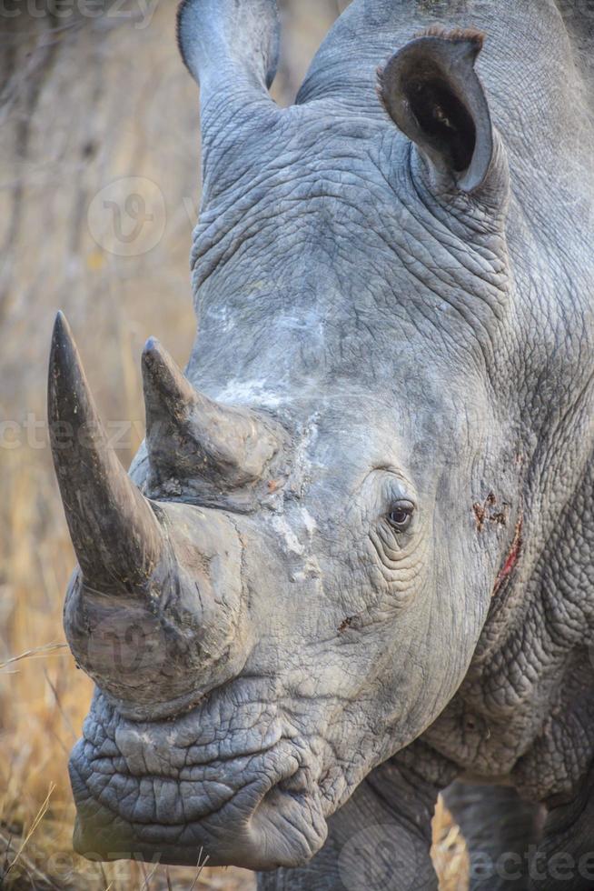 Rhino in Kruger National Park in the eveing photo