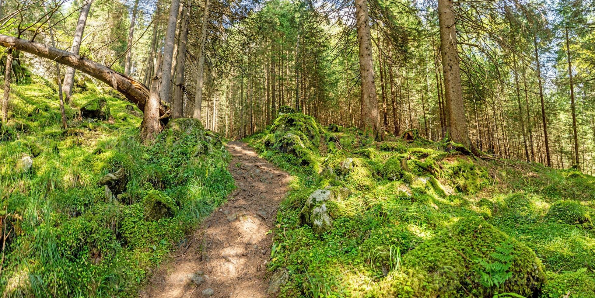 Image of a hike through dense green forest in Austrian region Katschberg photo