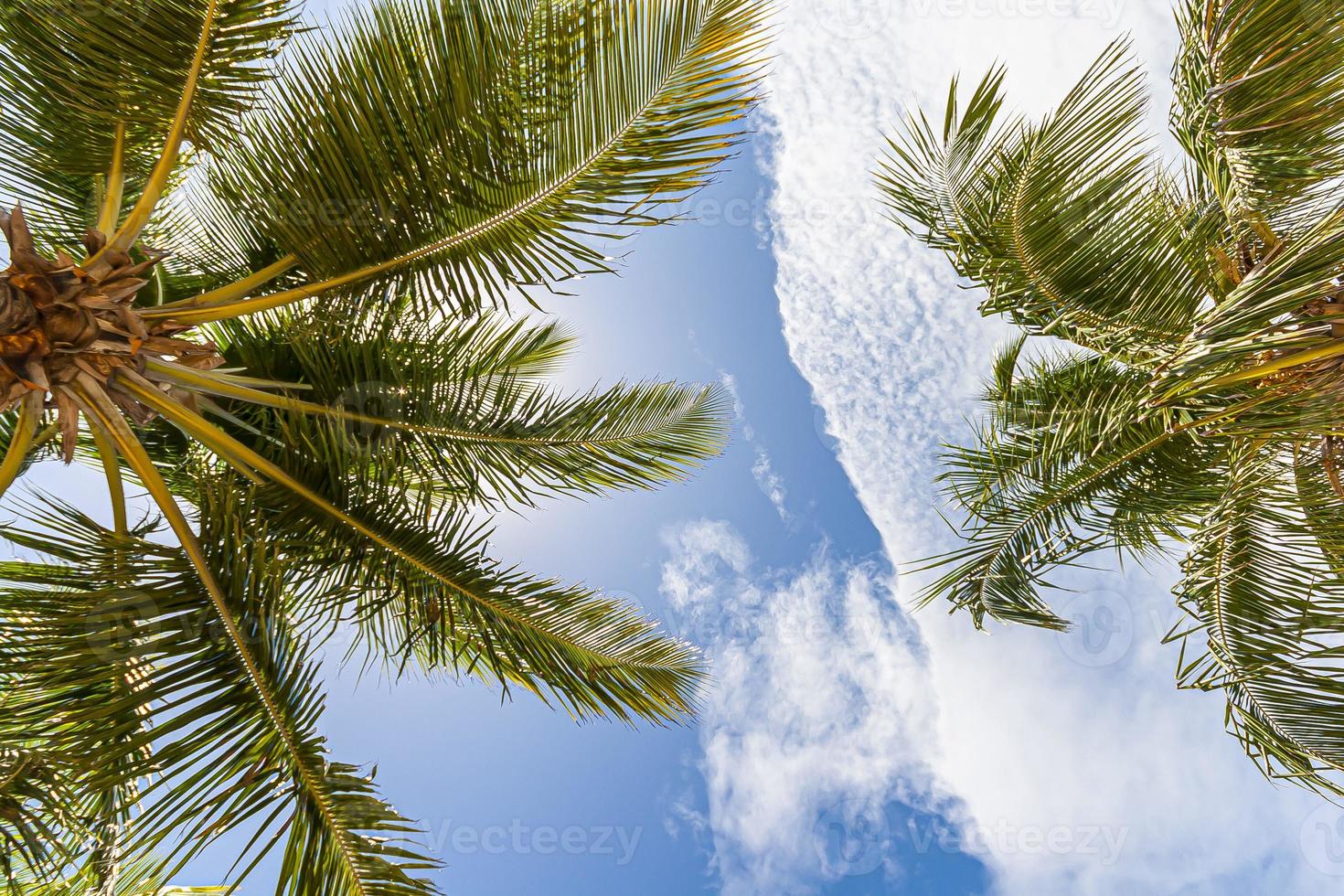 Vertical shot of palm trees on a beach against blue sky photo