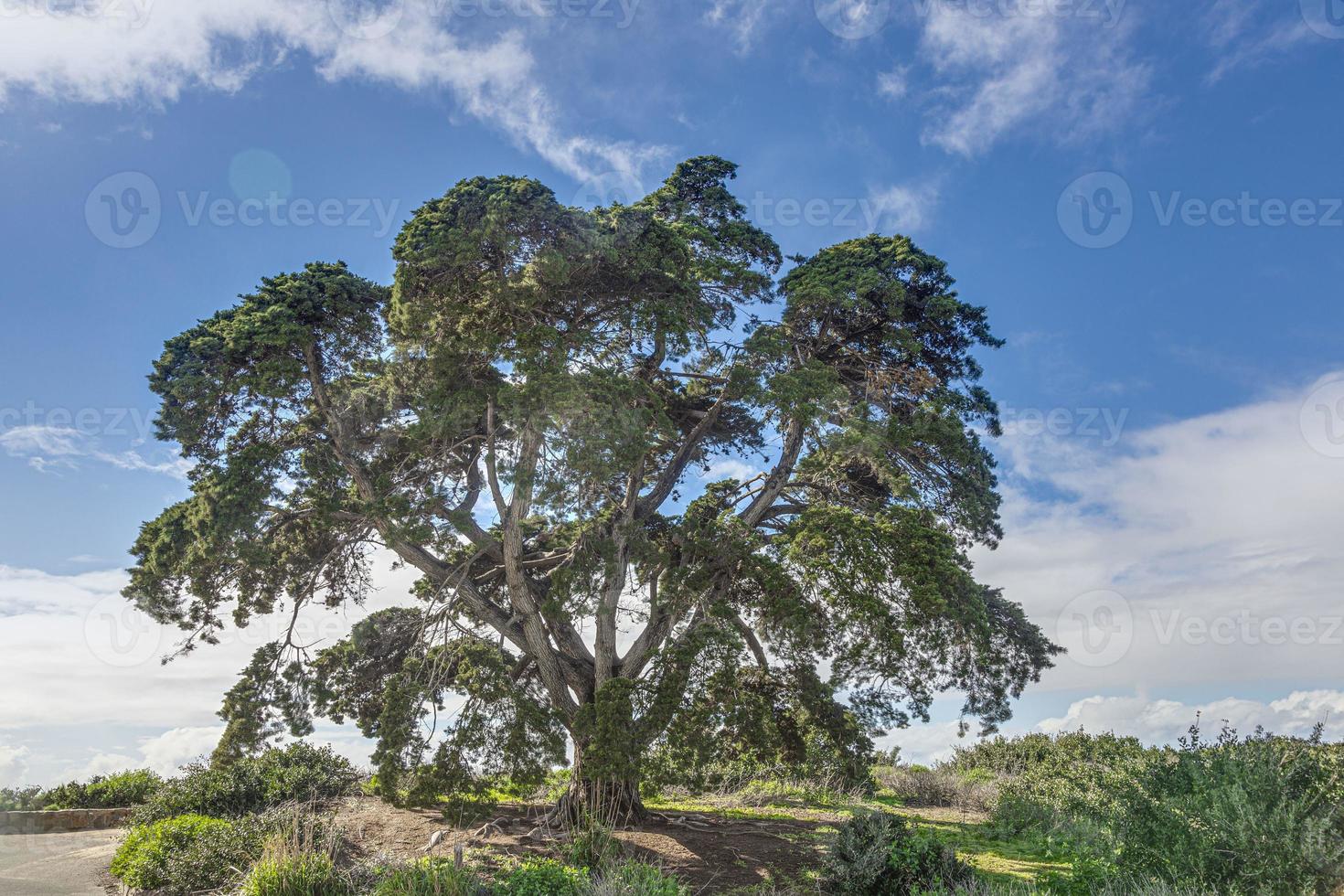 Image of big old tree backlit during the day with blue sky and sunshine photo