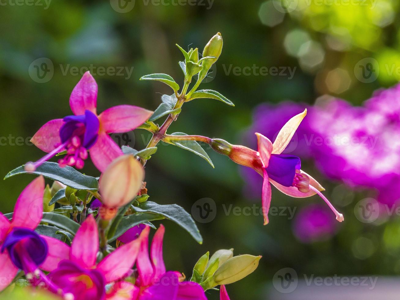 Close up picture of colorful bellflower from horizontal position photo
