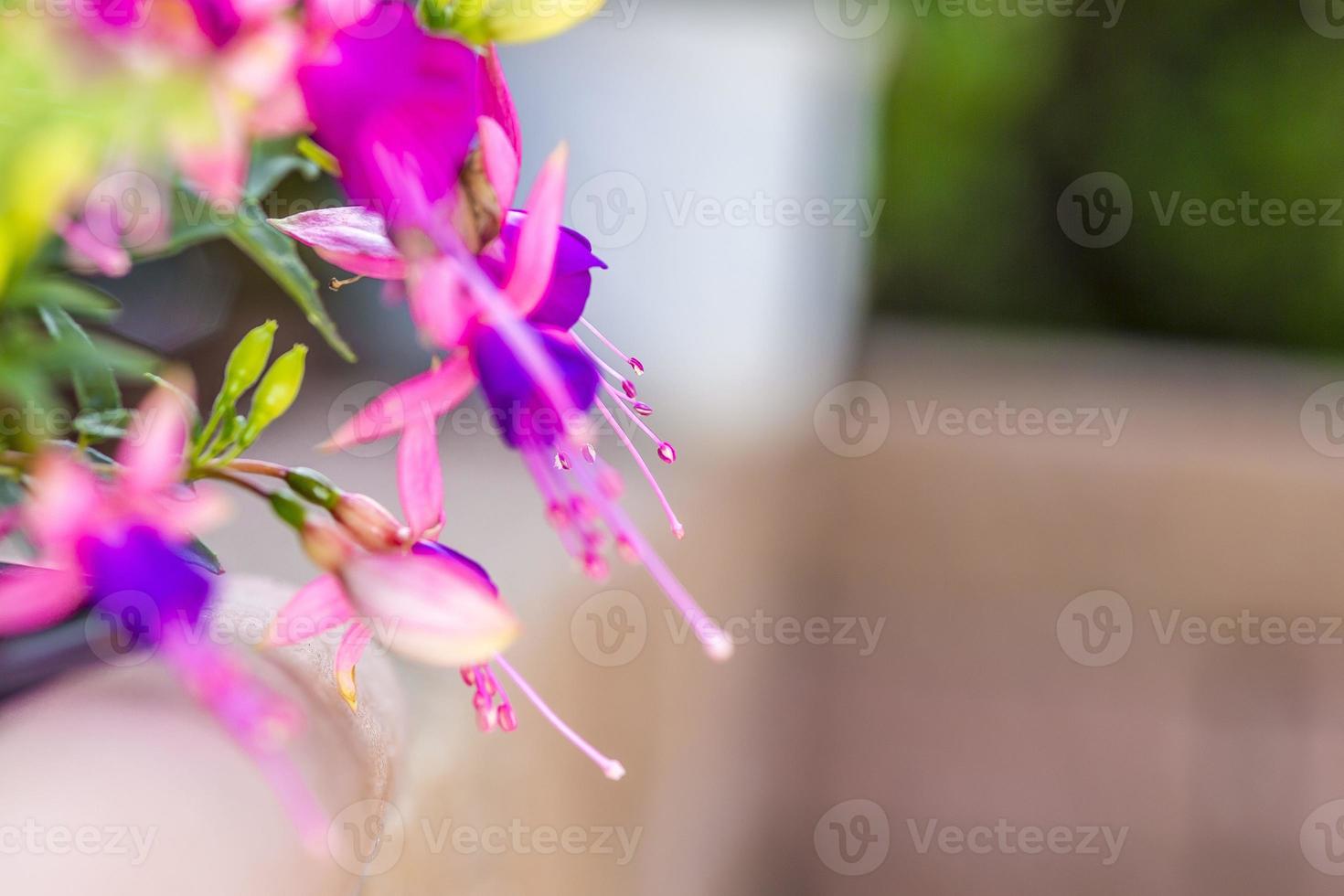 Cerrar imagen de bellflower colorido desde la posición horizontal foto