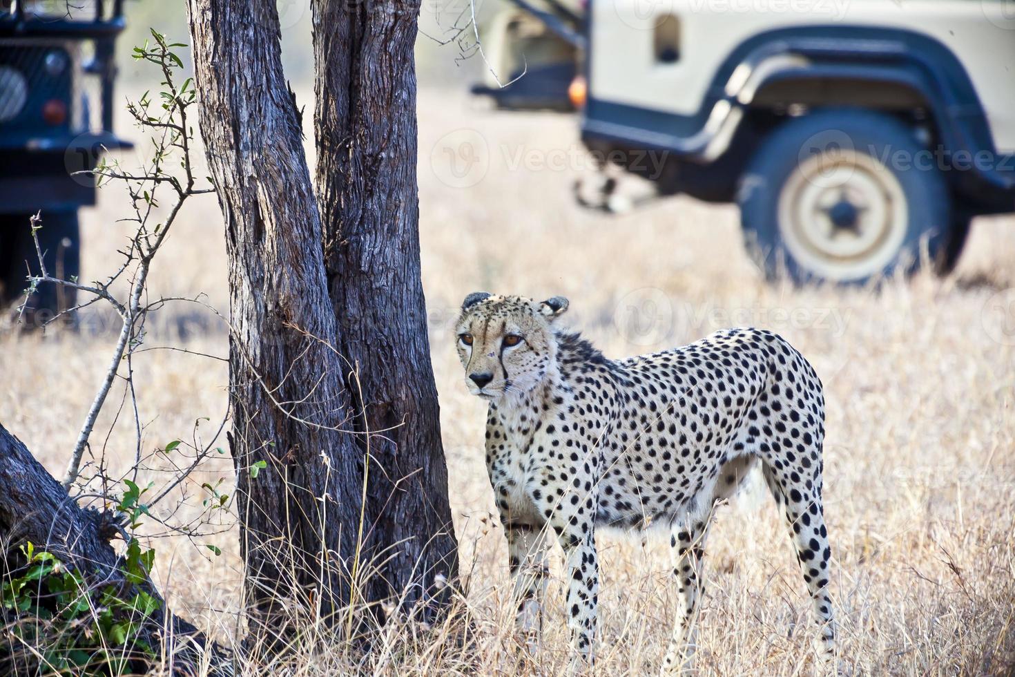 Cheetah in Kruger National Park in South Africa photo