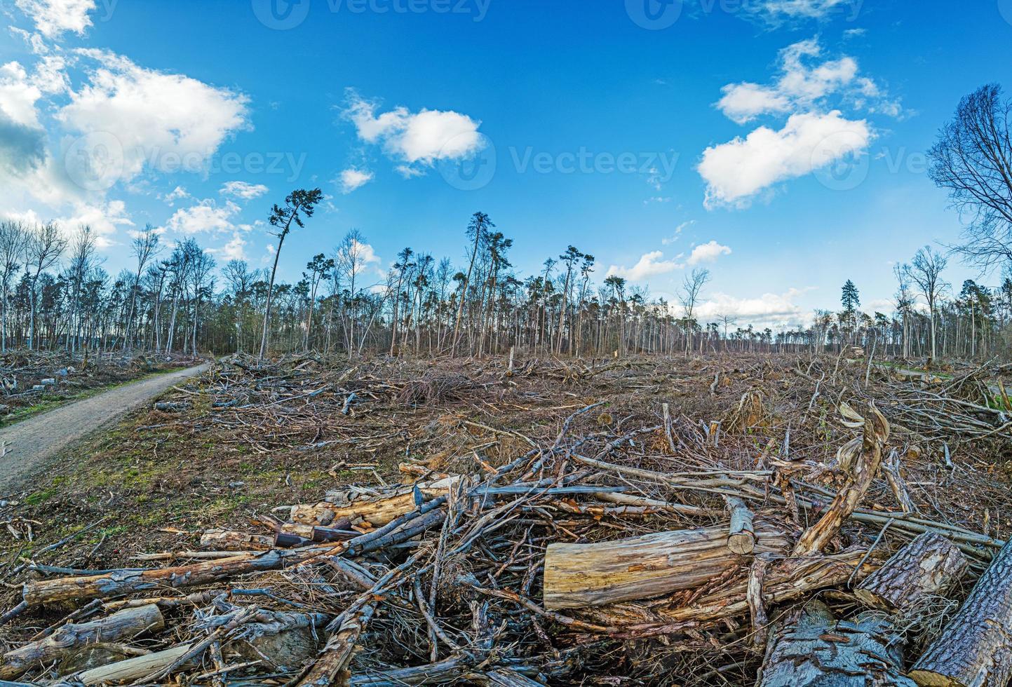Image of a destroyed forest area after a storm in Germany photo