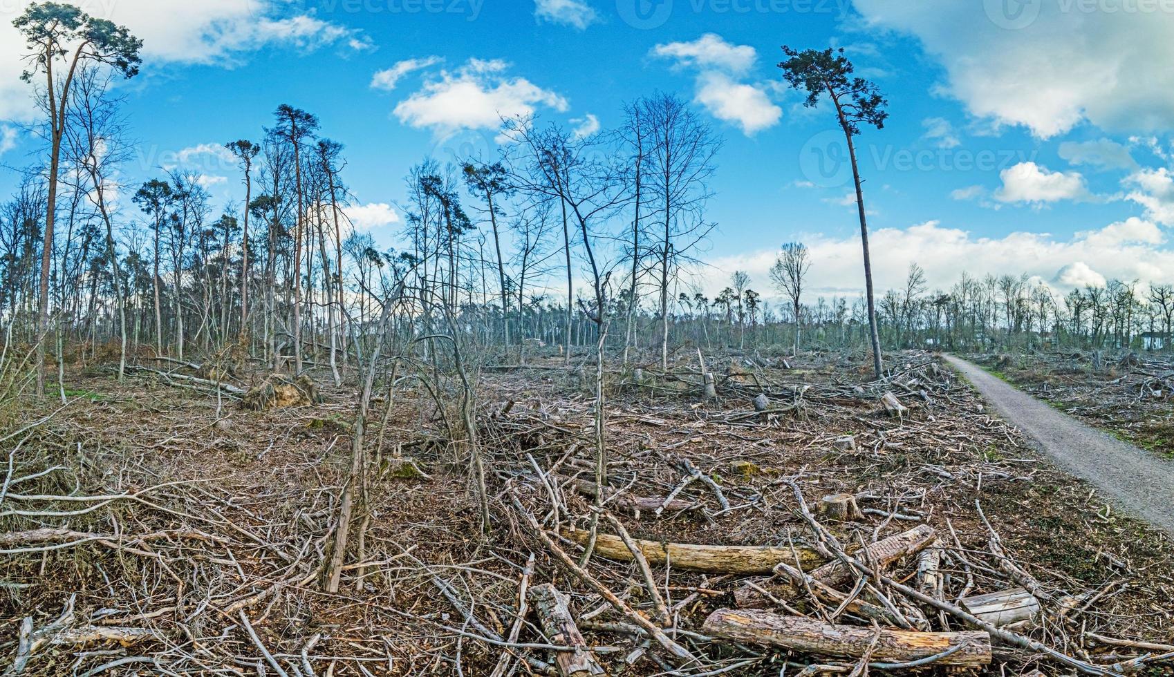 Image of a destroyed forest area after a storm in Germany photo
