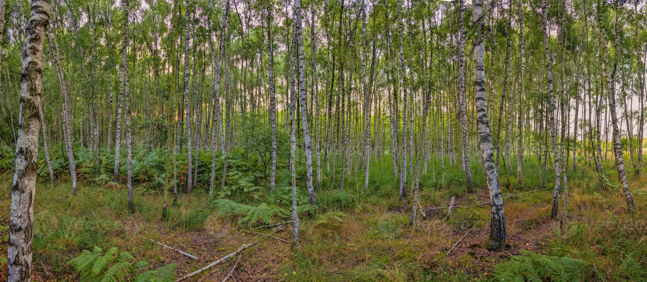 Panoramic view into a dense birch forest photo