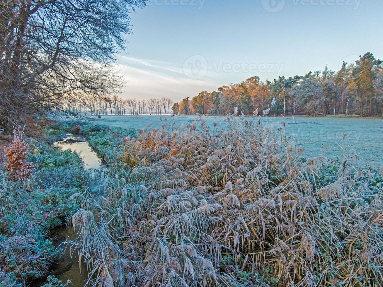 Image of a stream flowing through a winter forest photo
