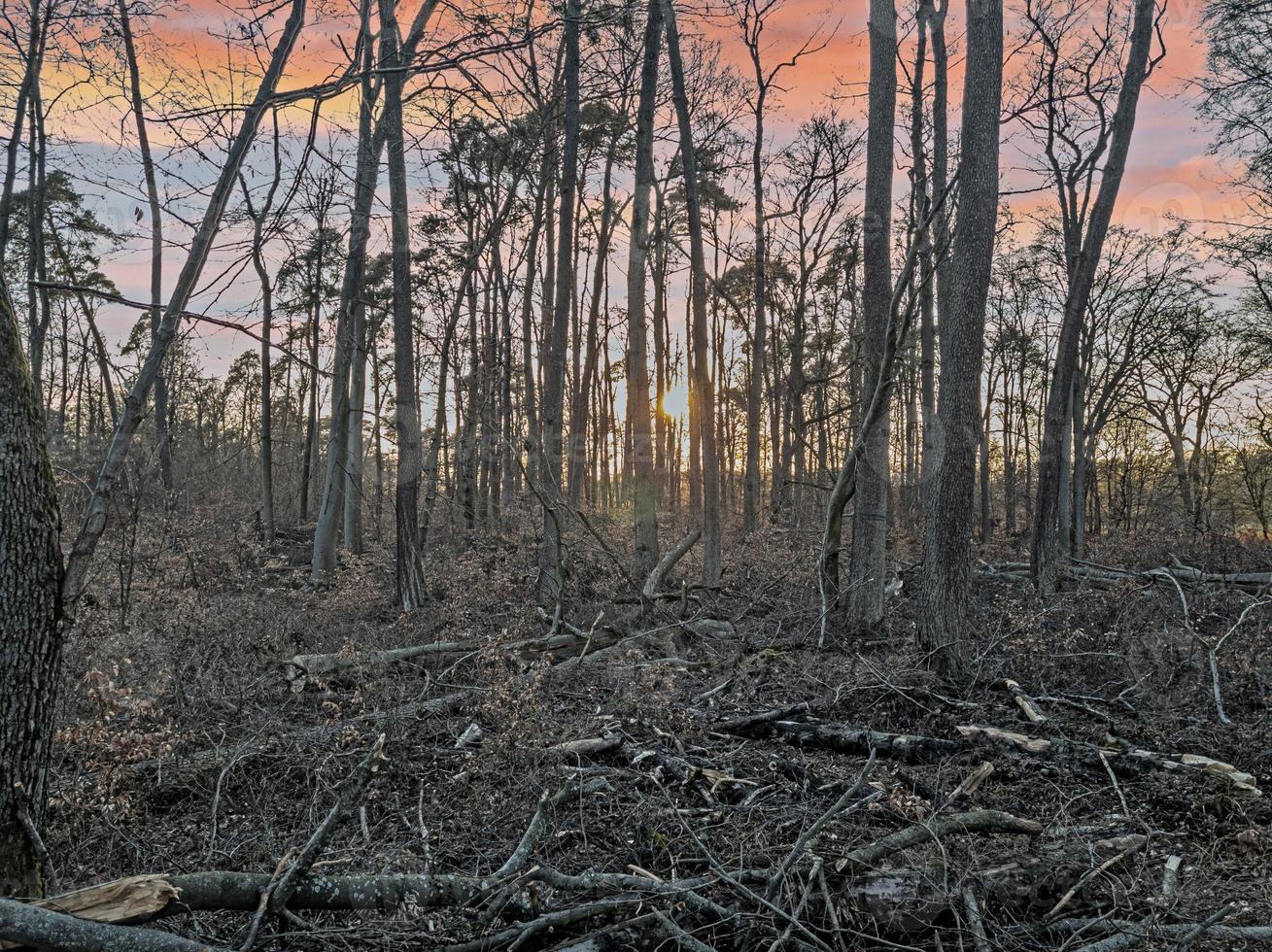 Image of a destroyed forest area after a storm in Germany photo