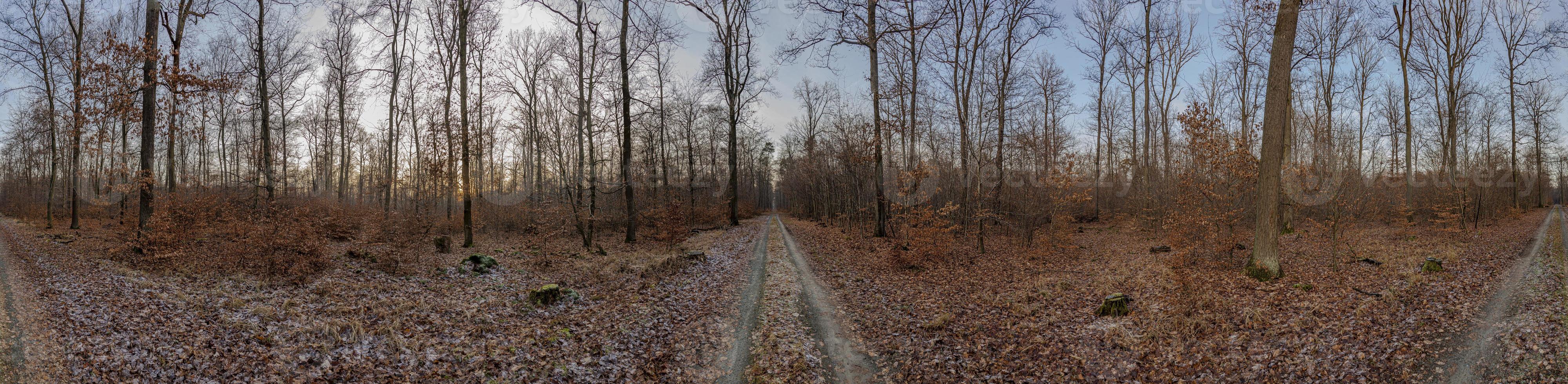 Panoramic image of a forest with paths branching off from the central point of the photo in different directions