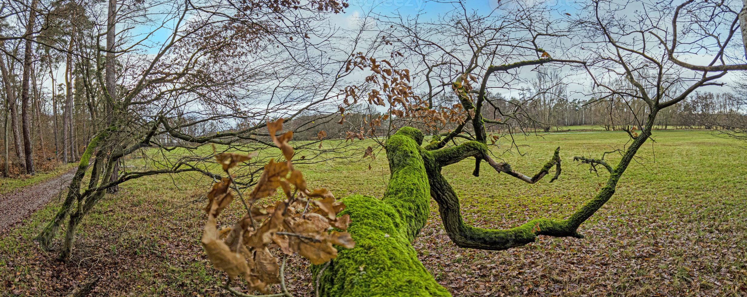 Panoramic image of moss overgrown tree trunk in front of meadow during daytime photo
