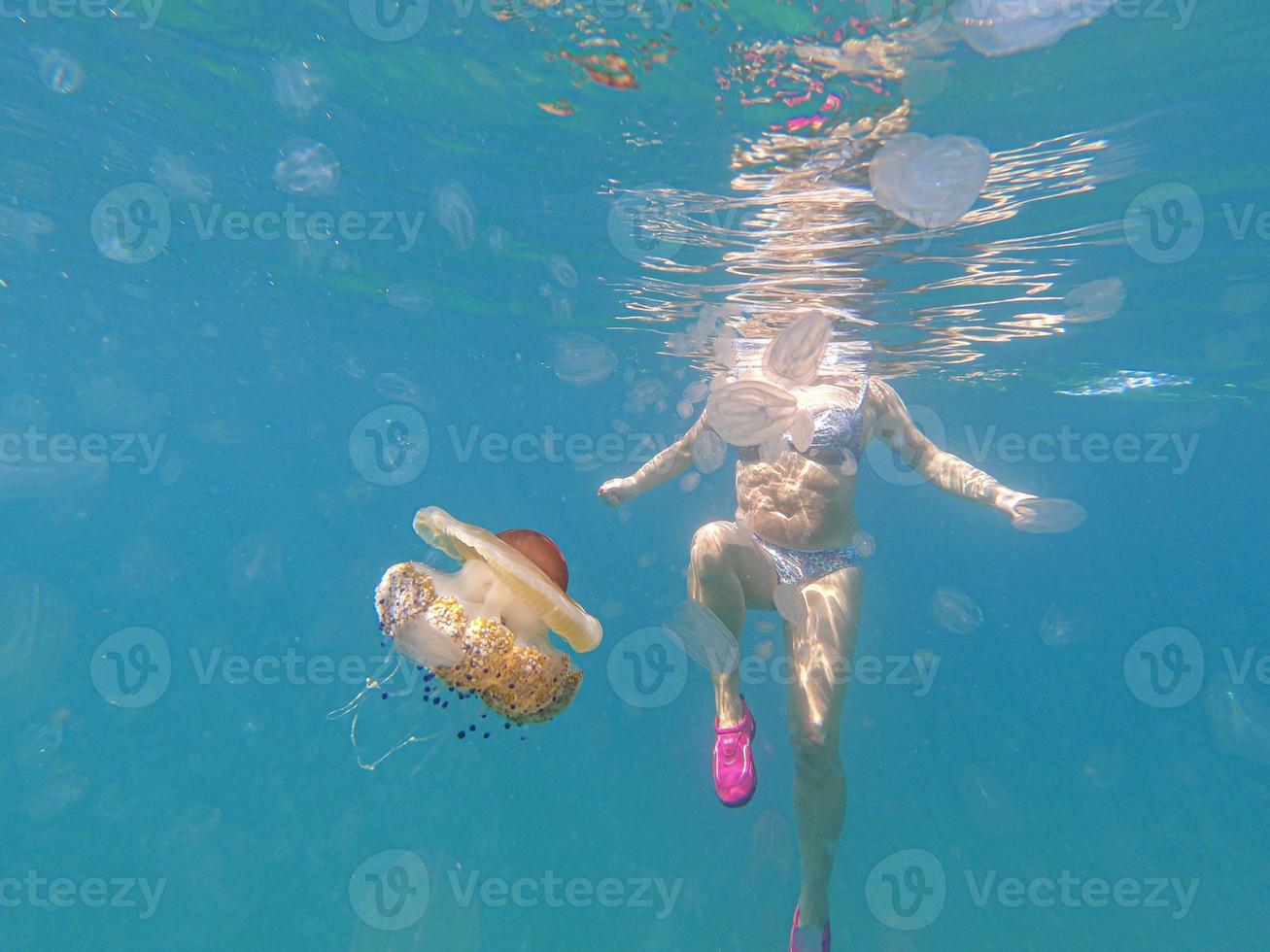 Medusas acanaladas de colores se acercan peligrosamente a un nadador foto