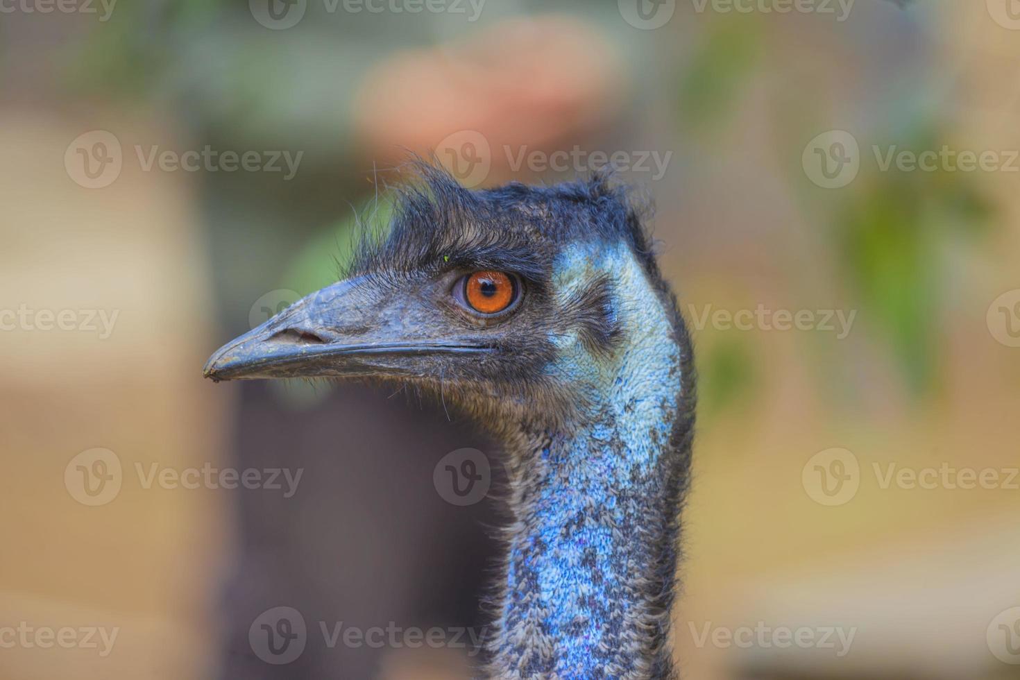 Portait of an Emu bird in Southern Australia photo