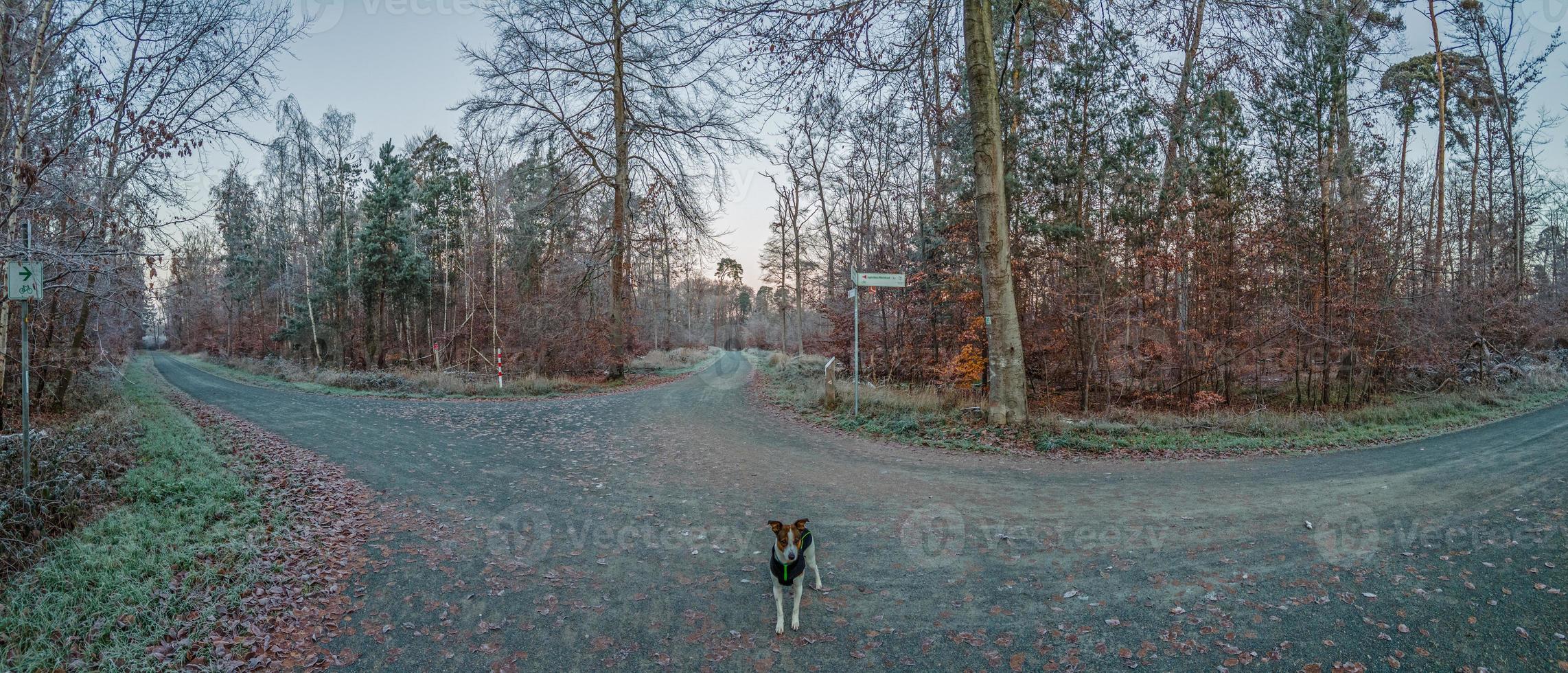 imagen panorámica de un perro en un camino forestal durante el día foto