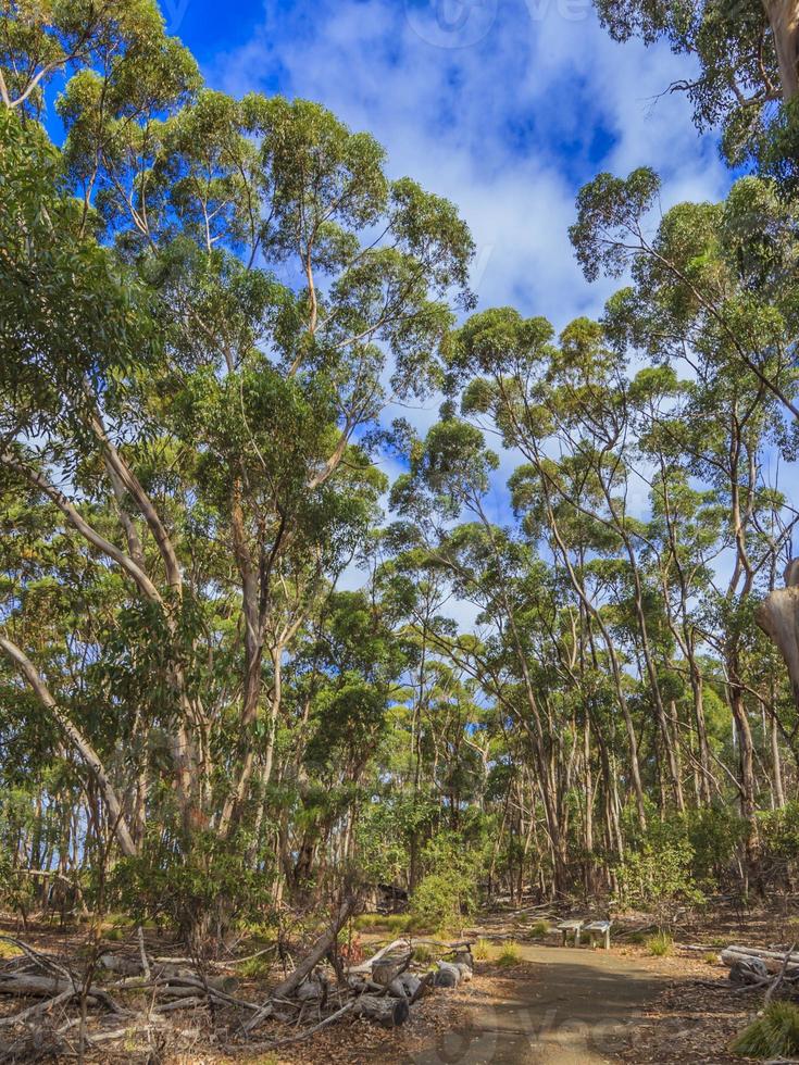 Eucalyptus forests in Australia during daytime in summer photo