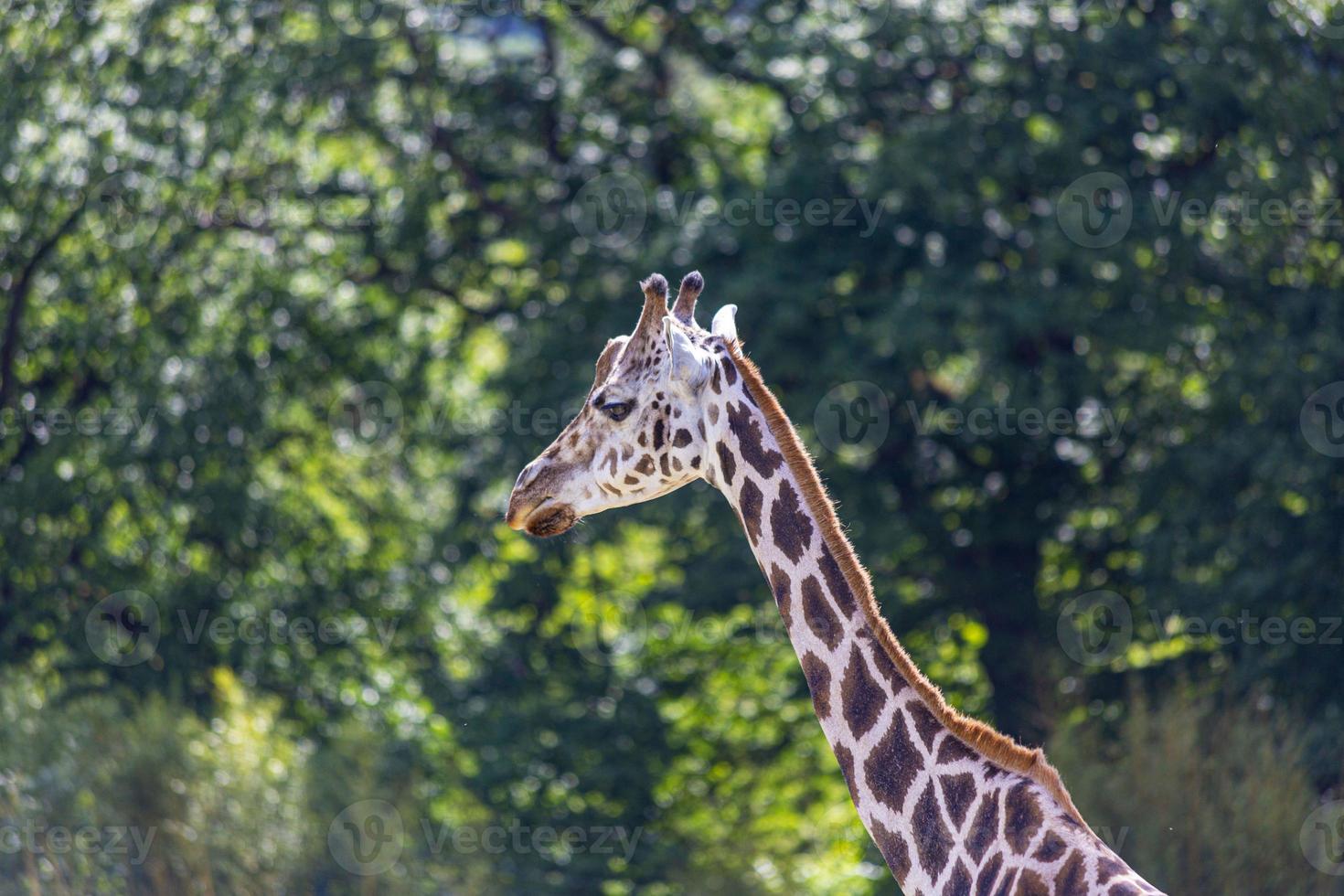 Portrait of an African giraffe taken in a German zoo photo