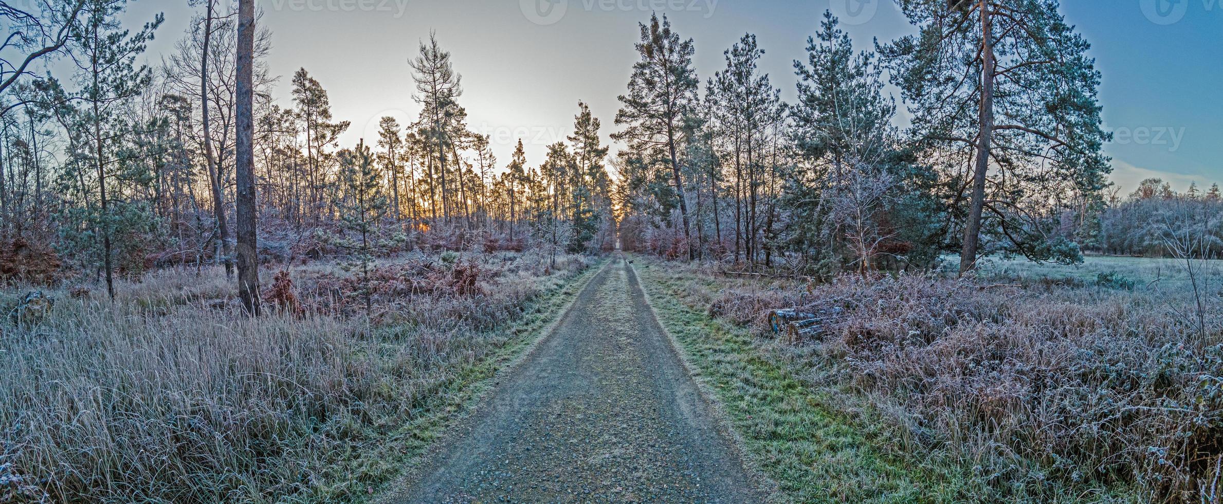 Image of a footpath through a wintry forest photo