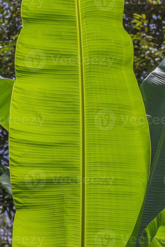 Macro image of banana leaf with textured grain photo