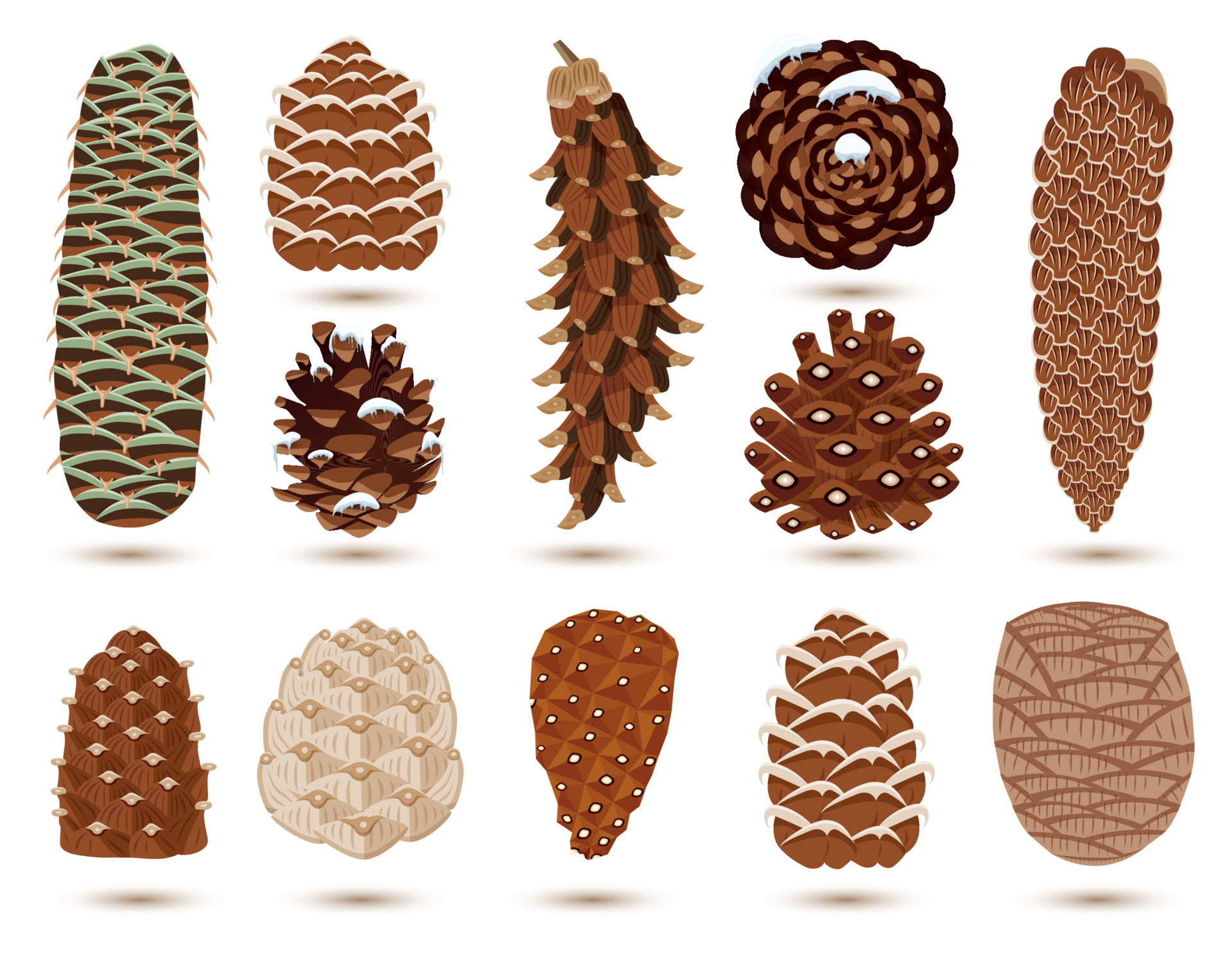 Set of Pine and Spruce Cones Isolated on White. Vector illustration