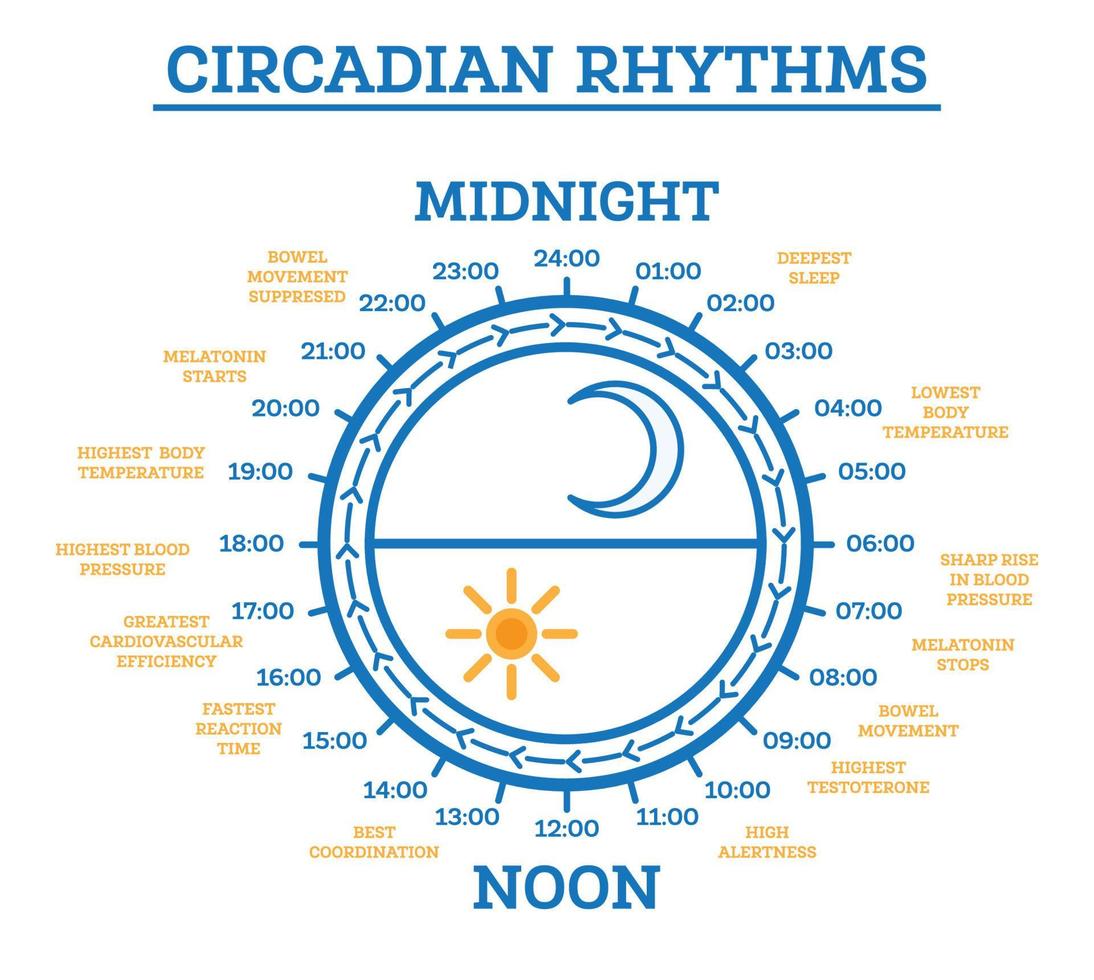 ritmo circadiano. esquema del ciclo sueño-vigilia. elementos infográficos. vector