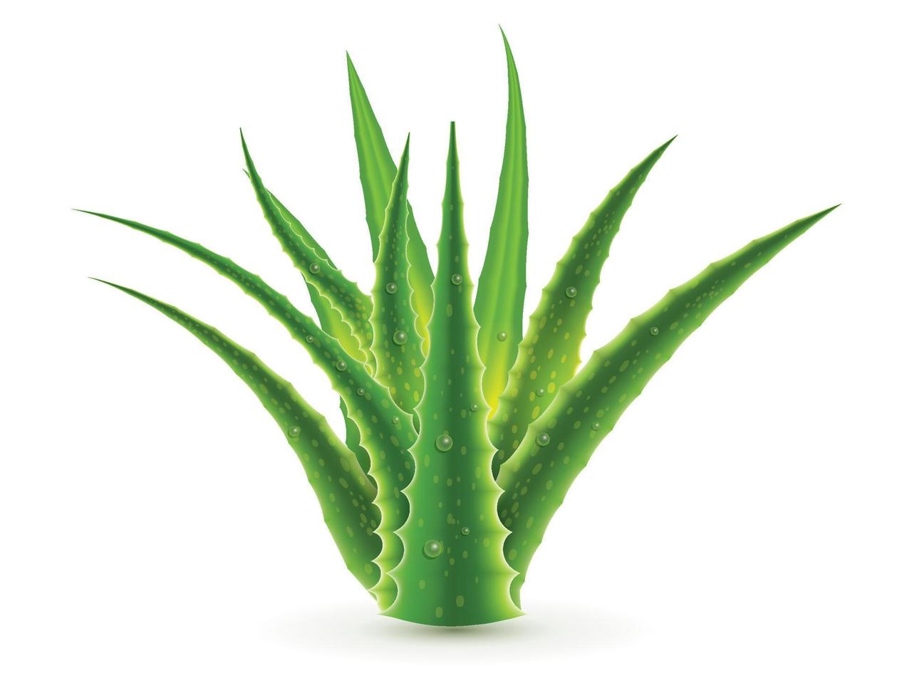 Aloe Vera with Water Drops Isolated on White Background. vector