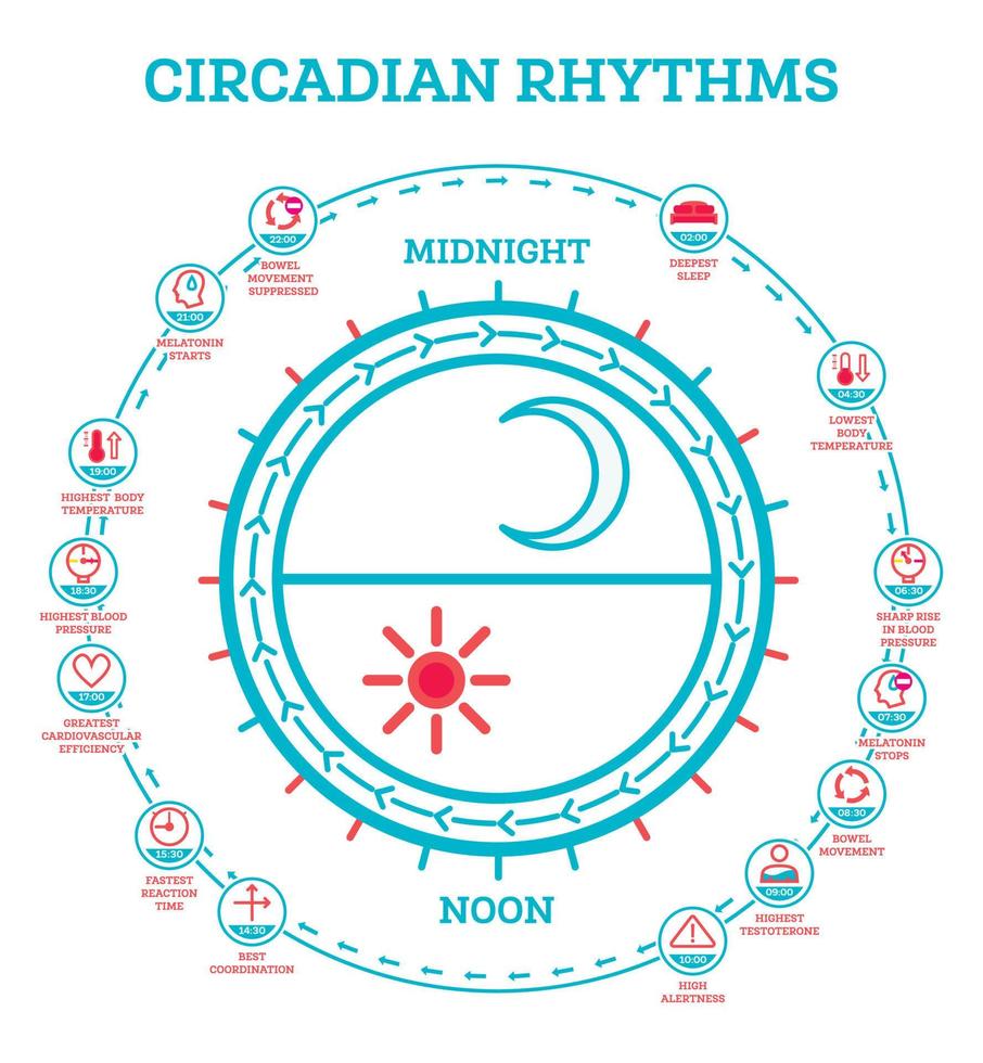 ritmo circadiano. esquema del ciclo sueño-vigilia. elementos infográficos. la exposición a la luz solar regula la producción de hormonas. vector