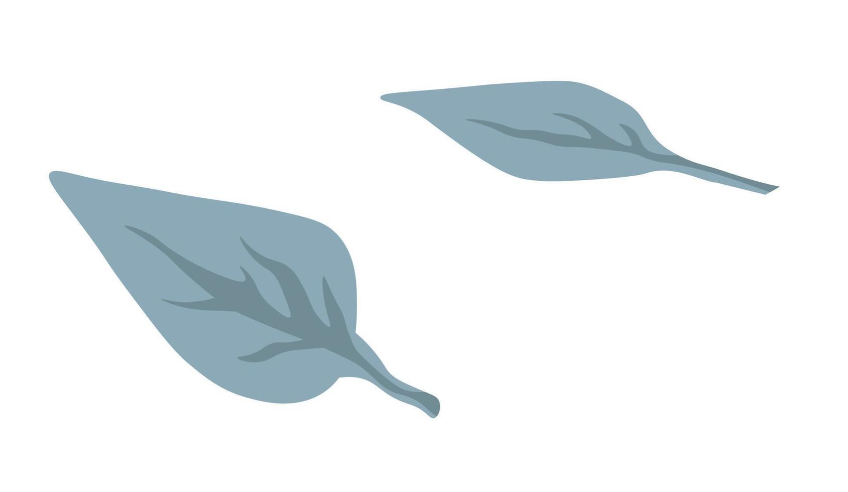 Basil leaves, foliage of tree or bushes plants vector